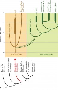 Evolutionary tree of the Carniformia