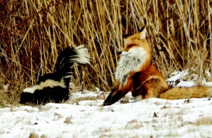 skunk and fox