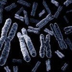 chromosomes