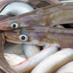 eels