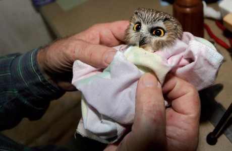 banded owl