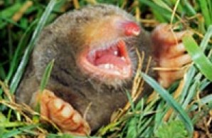 Eastern mole
