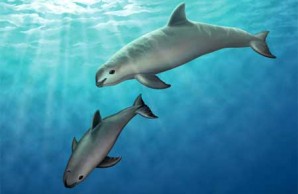 Vaquita Mother and Calf Vaquita Mother and Calf