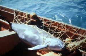 Dead Vaquita in Net Dead Vaquita in Net