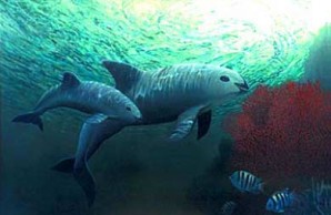 Vaquita Mother and Calf 2 Vaquita Mother and Calf 2