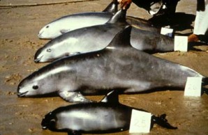 Dead Vaquitas Dead Vaquitas