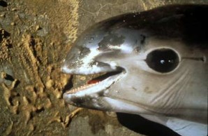 Dead Vaquita Headshot