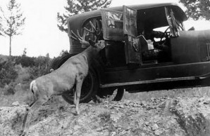 Yellowstone National Park