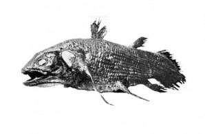 coelacanth