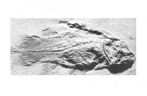 ancient fossil coelacanth (Undina)