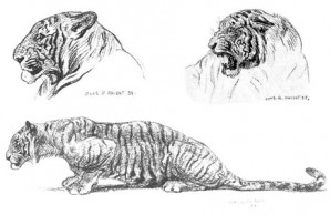 tiger illustration