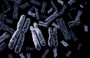 chromosomes chromosomes