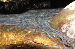 elvers elvers