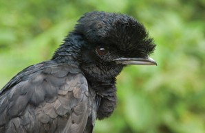 female umbrellabird female umbrellabird
