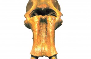 mammoth skull