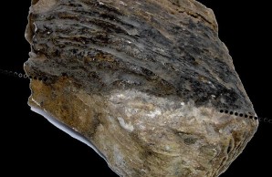 mammoth tooth