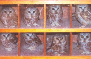 owl hotel