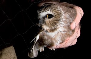 retrieved saw-whet owl