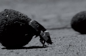 beetle with cap