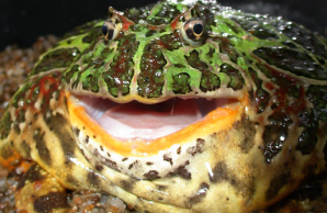 FrogBite