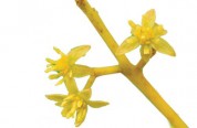 Persea americana