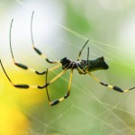 Golden Orb Spider