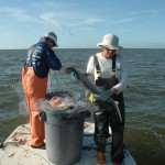 tagging bonethead shark