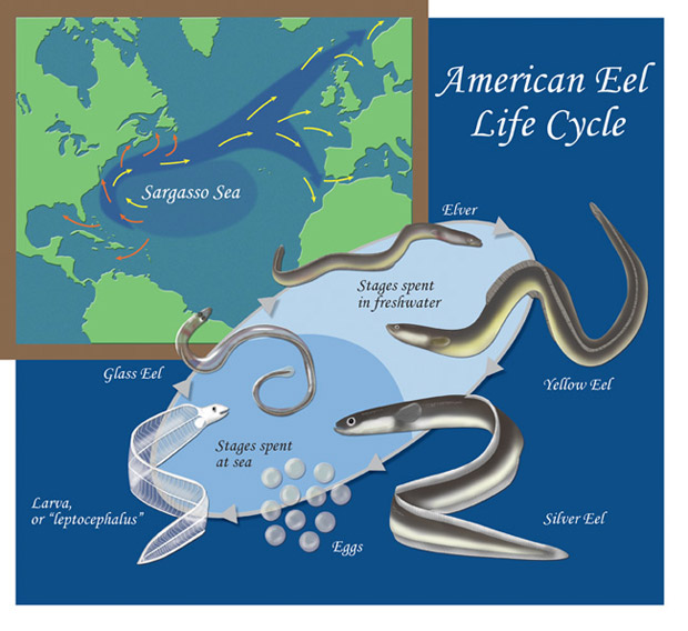lifecycle of freshwater eels
